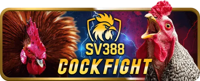 Hướng dẫn bước 3 đá gà thomo 88